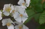 Multiflora rose